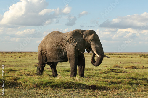 African bush elephant (Loxodonta africana), bottom part of his body wet from bathing, feeding on grass in african savanna. Amboseli National Park, Kenya.