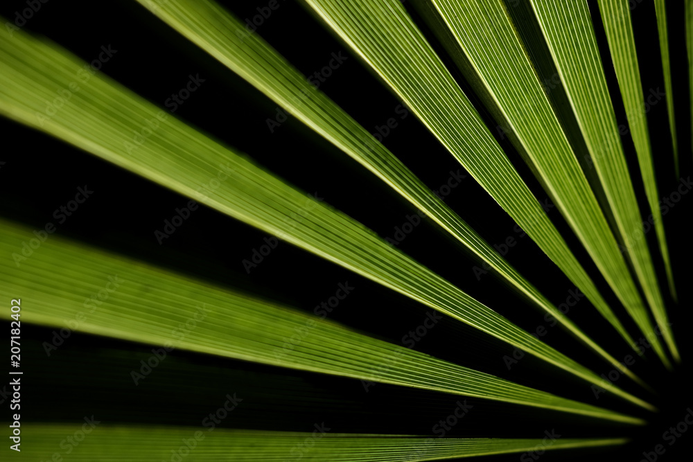Tropical Tropical