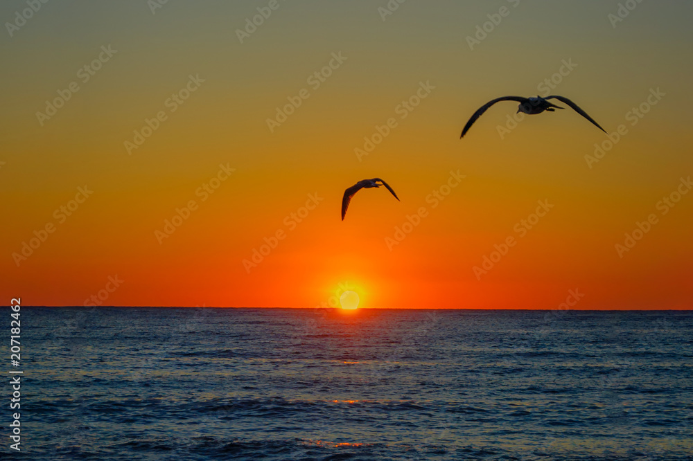 Gulls flying over the sea towards the rising sun