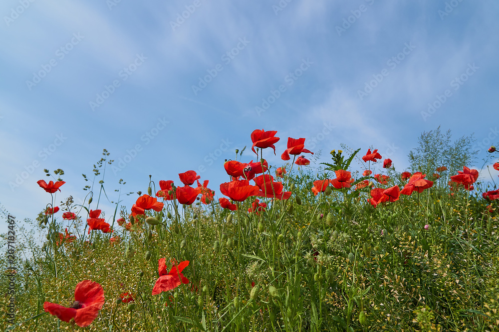 Red poppy flowers. Poppy flowers and blue sky in a field with bees and bumblebees Red poppy flowers. Poppy flowers and blue sky in a field with bees and bumblebees