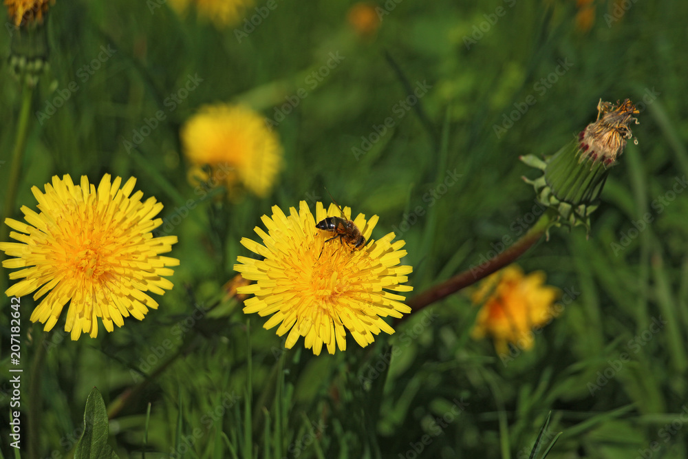 striped wasp on a yellow dandelion striped wasp on a yellow dandelion
