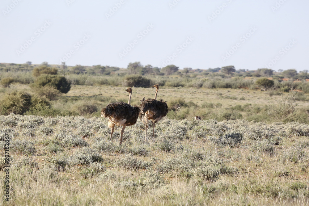 Naklejka premium Namibie