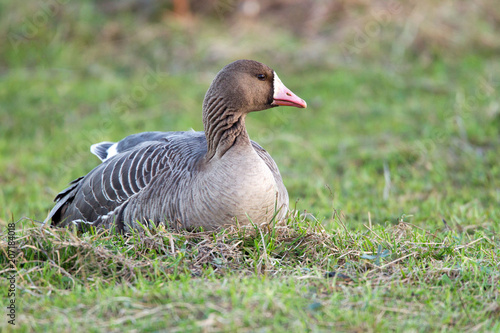 Greater white-fronted goose (Anser albifrons) in its natural habitat photo