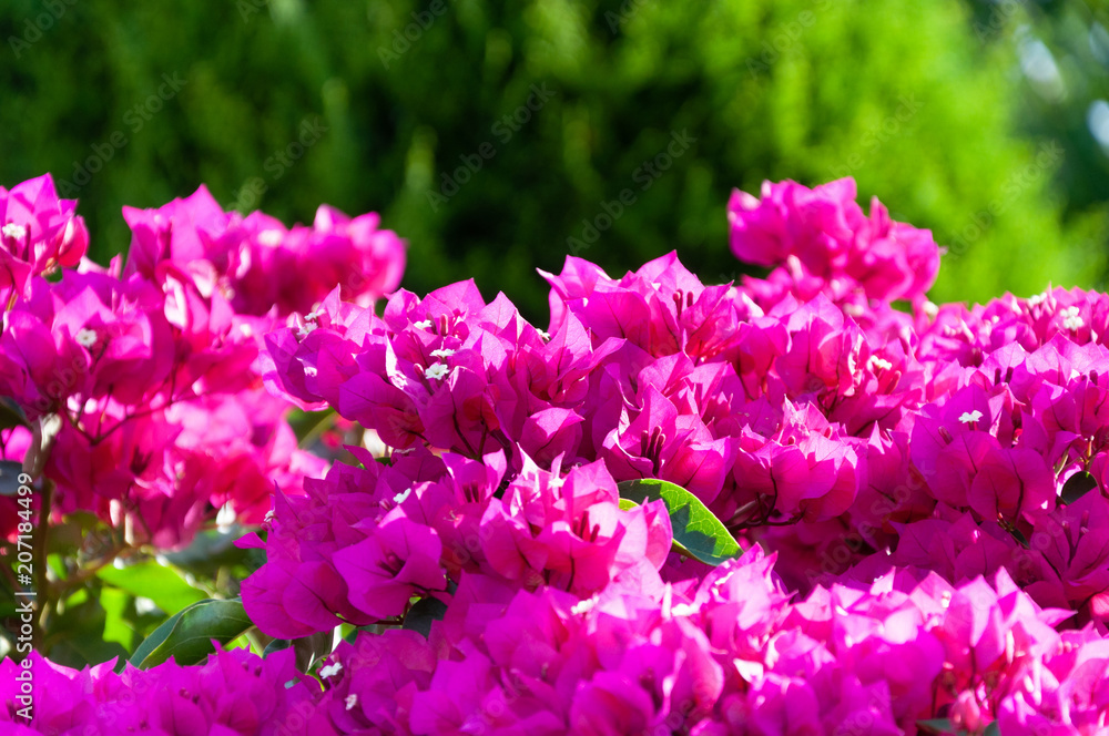 Obraz premium Pink bougainvillea close-up, on a green blurred background