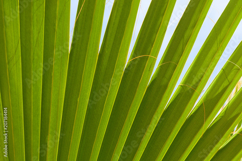 Close up of green palm leave