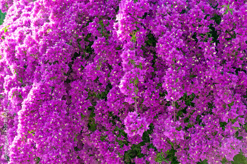 Lilac blooming bougainvillea