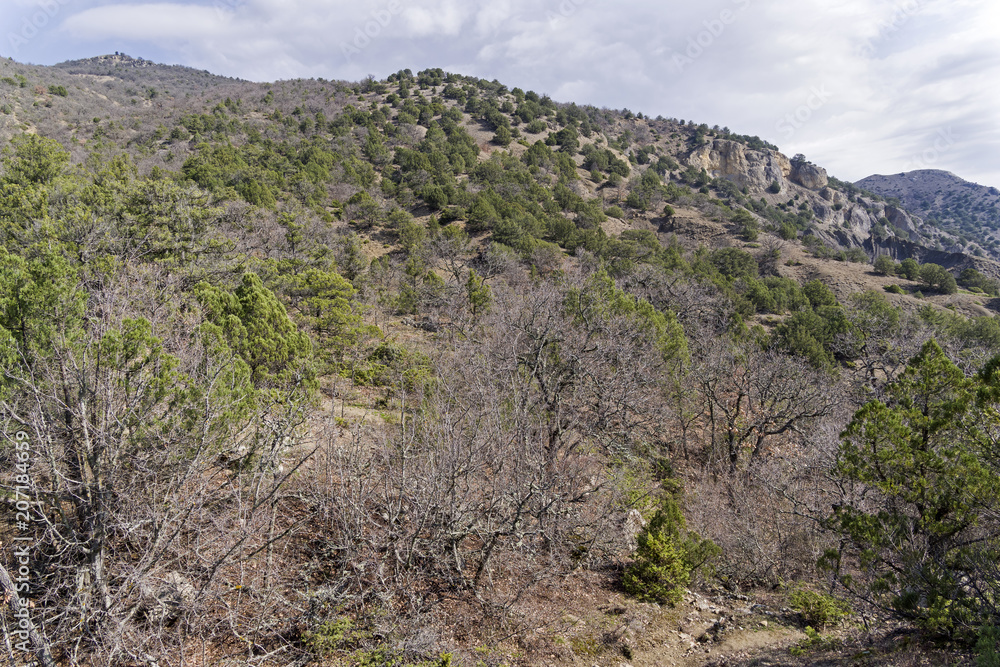 Forest in the Crimean mountains in the spring Forest in the Crimean mountains in the spring