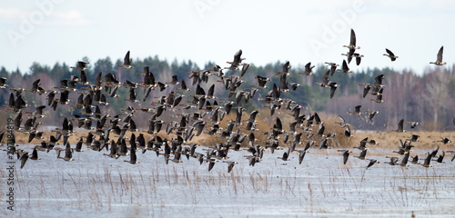 Greater white-fronted goose (Anser albifrons) in flight