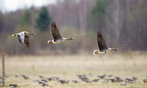 Greater white-fronted goose (Anser albifrons) in flight photo