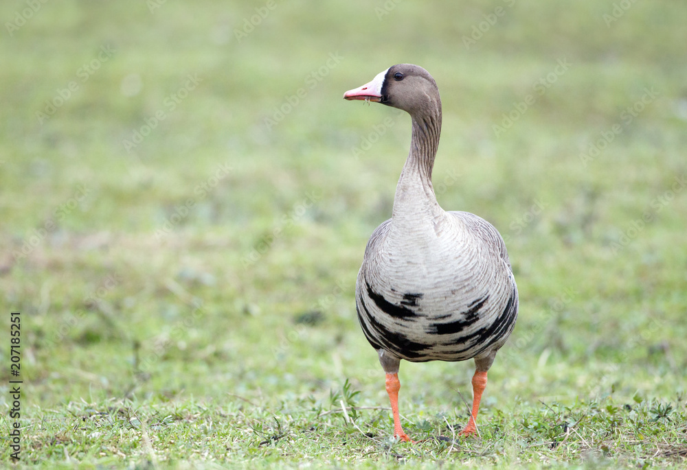 Greater white-fronted goose (Anser albifrons) in its natural habitat Greater white-fronted goose (Anser albifrons) in its natural habitat