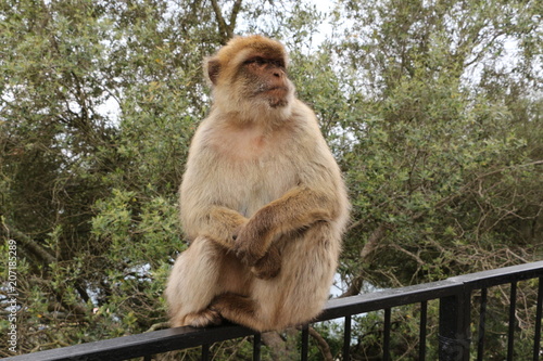 Freilebender Berberaffe in Gibraltar photo