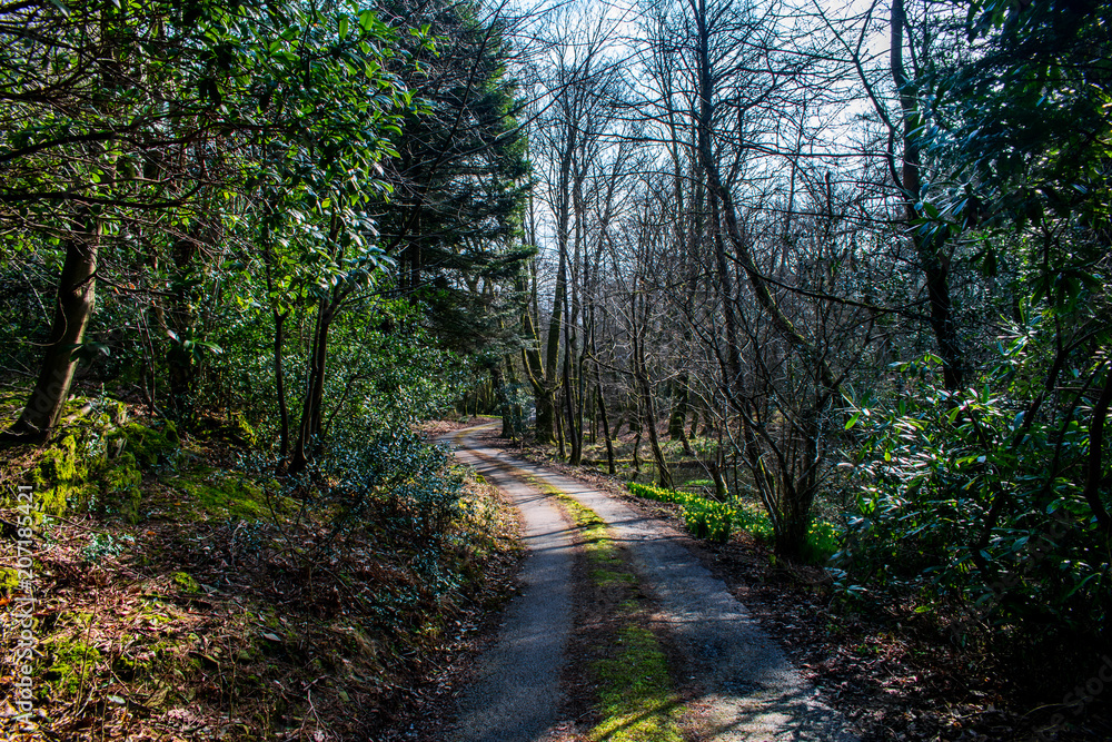 Fototapeta premium A gravel one way road, through a forest