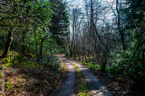 A gravel one way road, through a forest