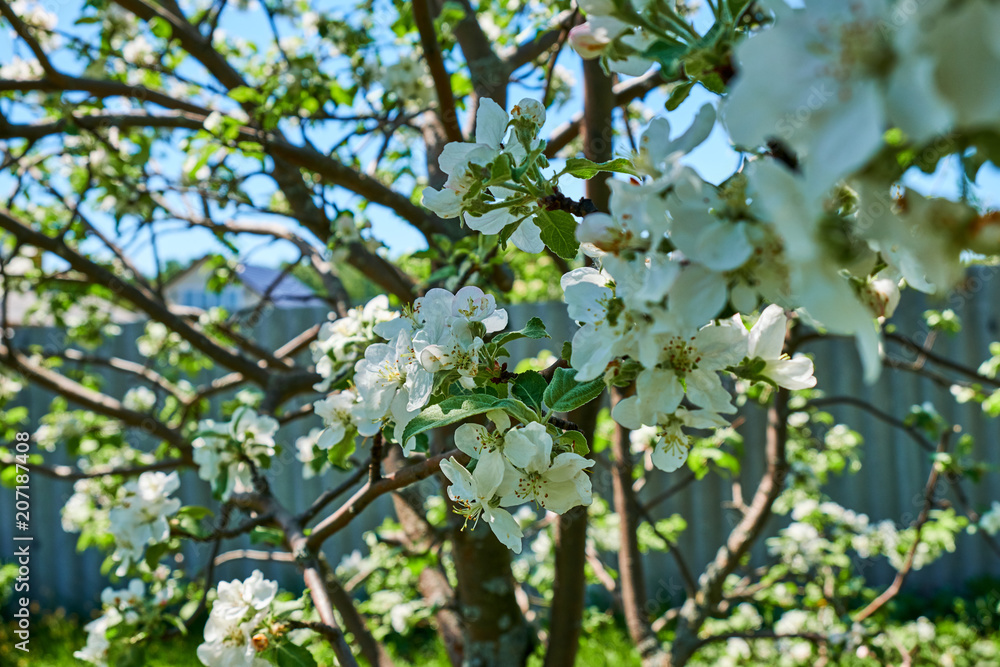 Apple blossom in spring