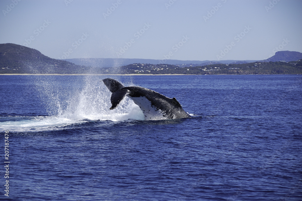 Fototapeta premium a welsh from a whale
