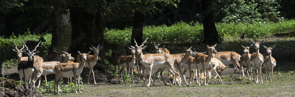 Blackbuck at the forest edge. Karlsruhe, Baden Wuerttemberg, Germany Blackbuck at the forest edge. Karlsruhe, Baden Wuerttemberg, Germany