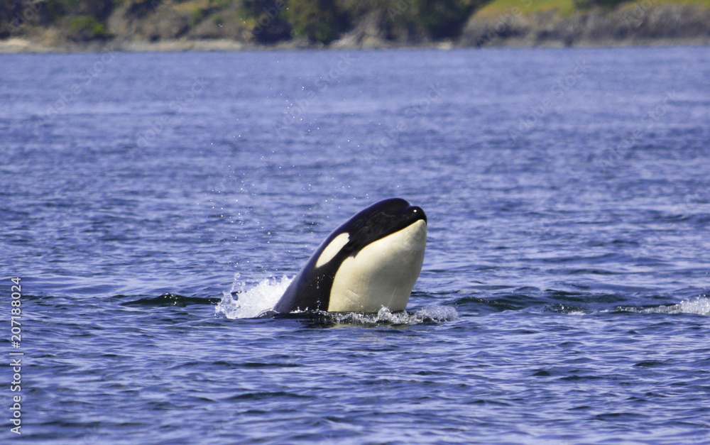 a killer whale is looking on the surface a killer whale is looking on the surface