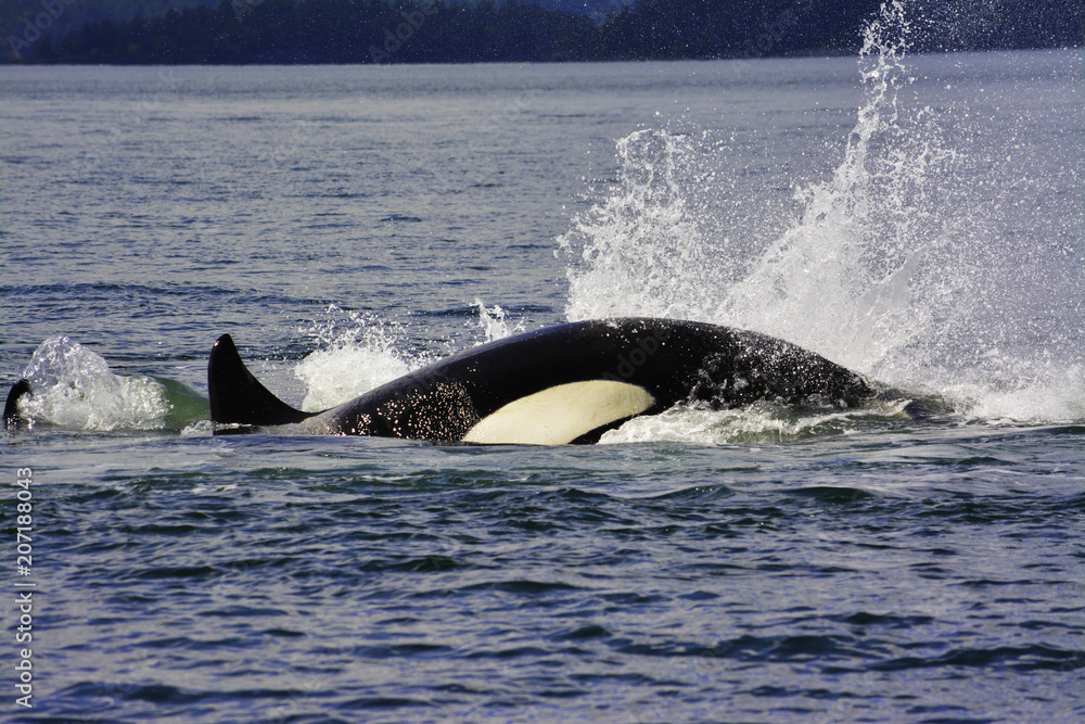 killer whales are jumping on the surface killer whales are jumping on the surface