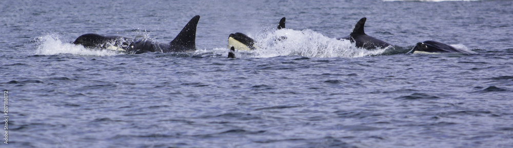 Fototapeta premium a killer whale is looking on the surface