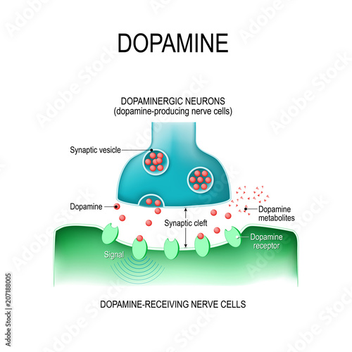 Dopamine. two neurons with  receptors, and synaptic cleft with dopamine.