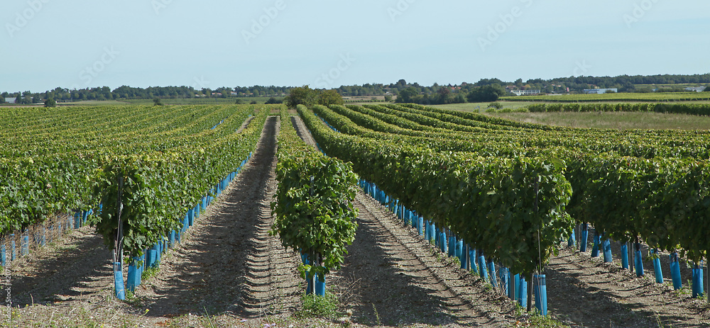 Fototapeta premium Vignoble charentais