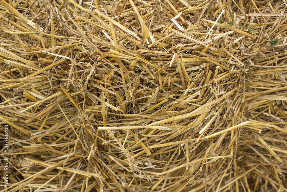 yellow dry hay background texture concept with empty space for copy or text yellow dry hay background texture concept with empty space for copy or text