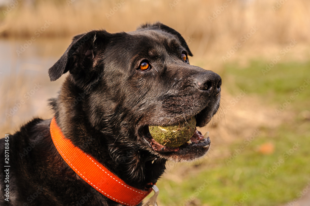 Aged half-breed Labrador Retriever / Bordeaux Dog still in for a ball game. Aged half-breed Labrador Retriever / Bordeaux Dog still in for a ball game.