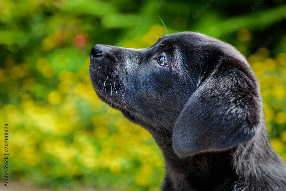 Labrador Retriever pup looks eger to learn something
