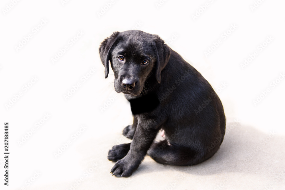 Obraz premium Sjors, Labrador Retriever pup