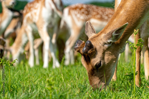 Fallow Deers