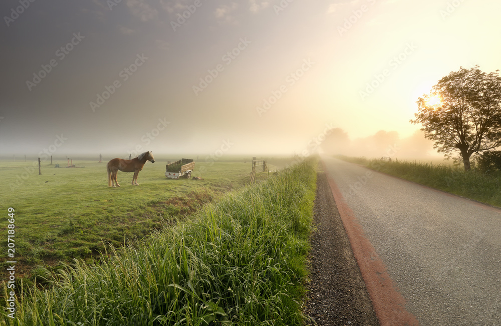 horse on pasure at misty sunrise