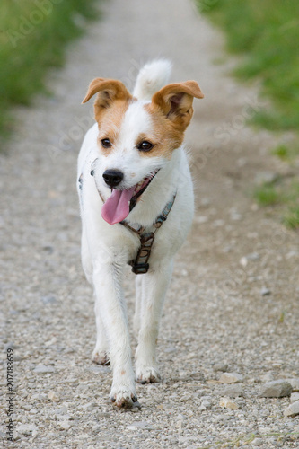 Terriermischling läuft einen Schotterweg entlang