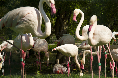 pink flamingo family on the lake