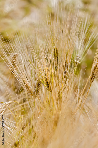 Ripe ears in the field in summer