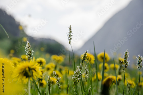 Yellow dandelion flower in spring on lush green field close up © Mario