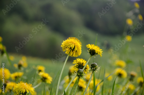 Yellow dandelion flower in spring on lush green field close up