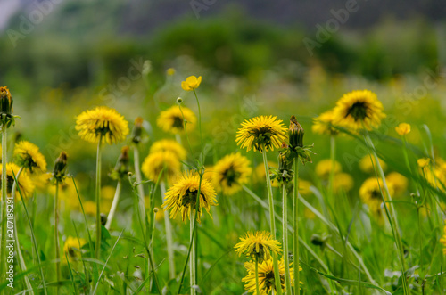 Yellow dandelion flower in spring on lush green field close up