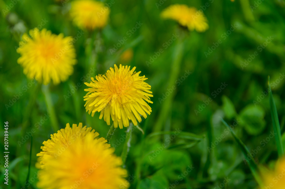 Yellow dandelion flower in spring on lush green field close up Yellow dandelion flower in spring on lush green field close up