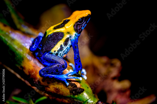 The dyeing dart frog, tinc (a nickname given by those in the hobby of keeping dart frogs), or dyeing poison frog (Dendrobates tinctorius) is a species of poison dart frog photo