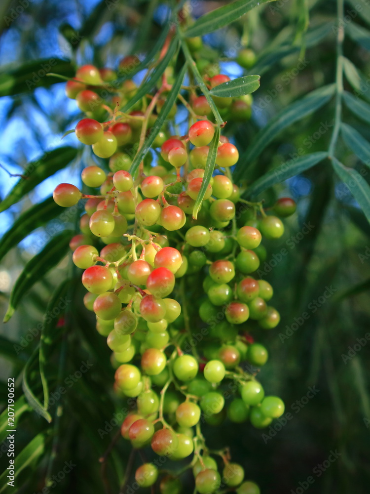 Close up of pepper tree with green and pink fruits.