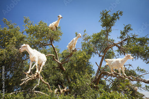 branches of tree and white goats on it in Morocco