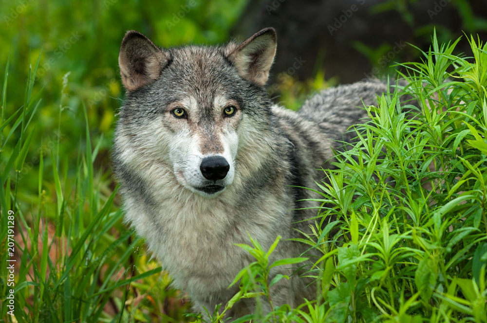 Grey Wolf (Canis lupus) Looks Out From Grass