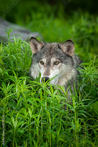 Grey Wolf  Canis lupus  Head in Grass