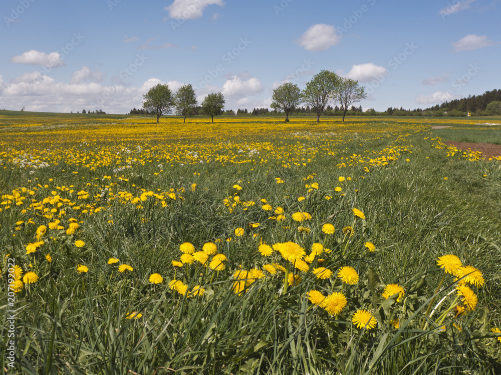 Obraz premium Eine Wanderung im Frühling auf dem Albsteig auf der Schwäbischen Alb im Süden Deutschlands. Ein Blütenmeer in gelb. Der Löwenzahn blüht.