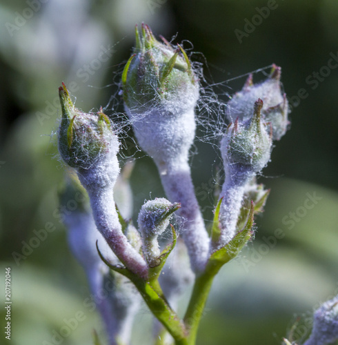 powdery mildew on roses shoot, macro close-up