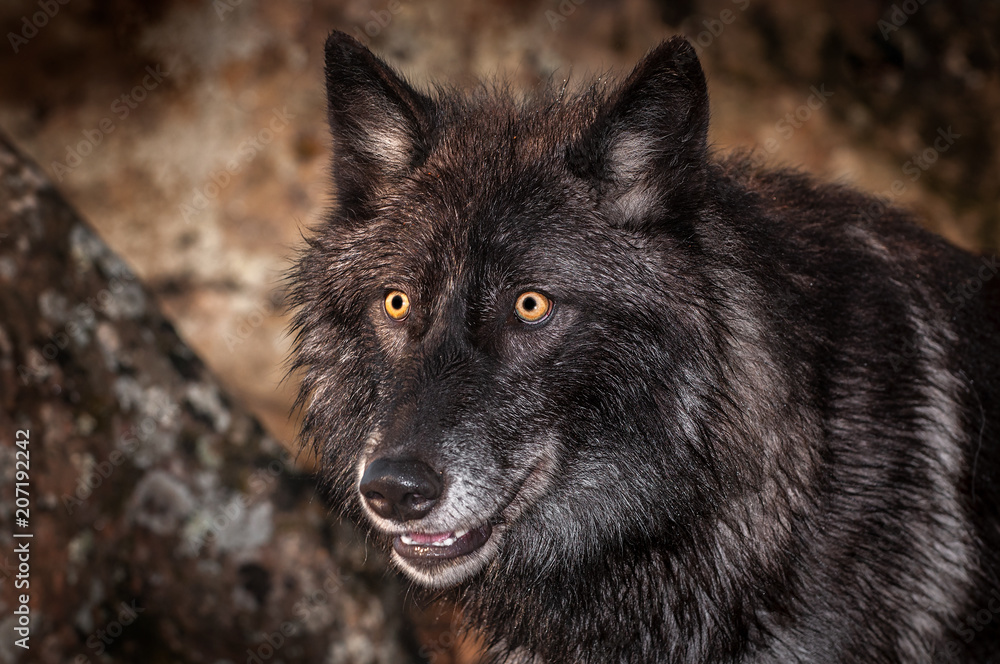 Black-Phase Grey Wolf (Canis lupus) Looks Out Close Up Black-Phase Grey Wolf (Canis lupus) Looks Out Close Up