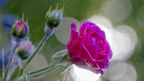 Εκτύπωση καμβά powdery mildew on roses shoot, macro close-up