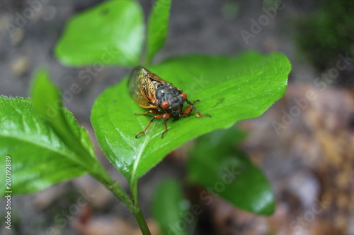 garden bug