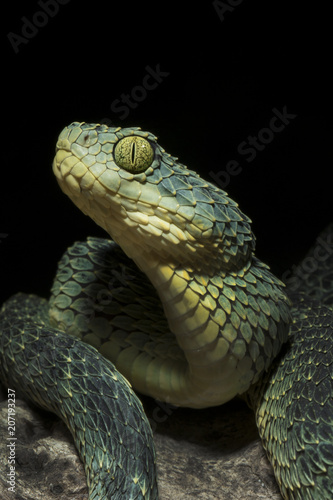 Venomous Bush Viper Snake (Atheris squamigera) with head raised