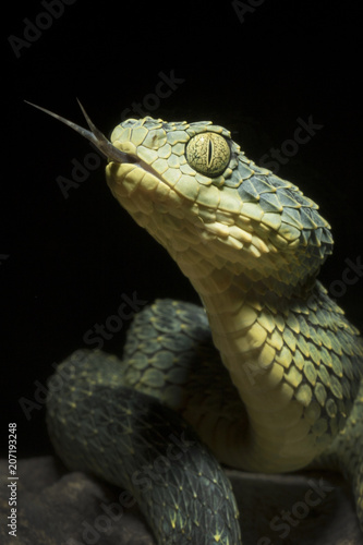 Venomous Bush Viper Snake (Atheris squamigera) displaying forked tongue photo